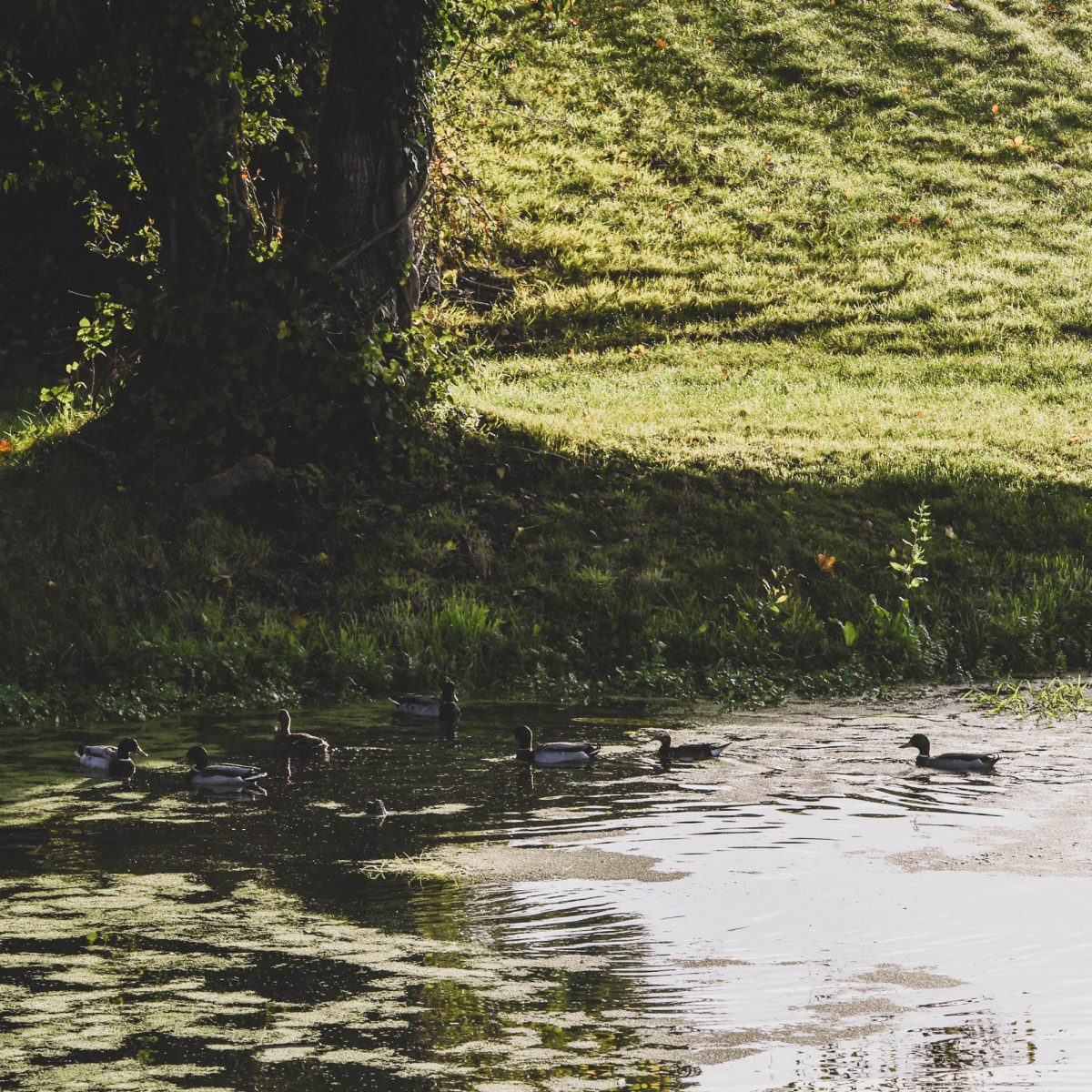 Ducks on the pond at Wooladon Estate